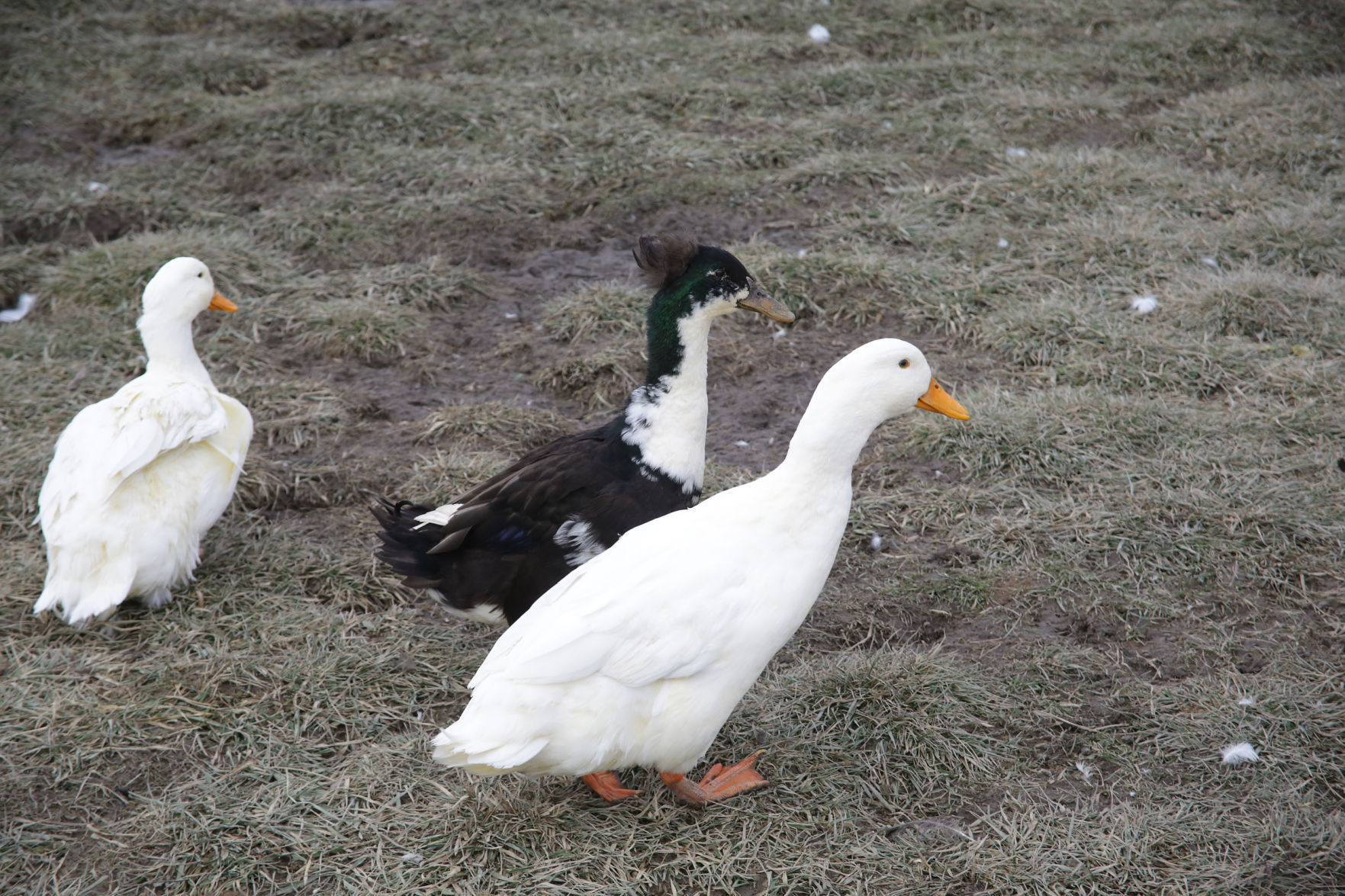 Erin's Farm animal sanctuary